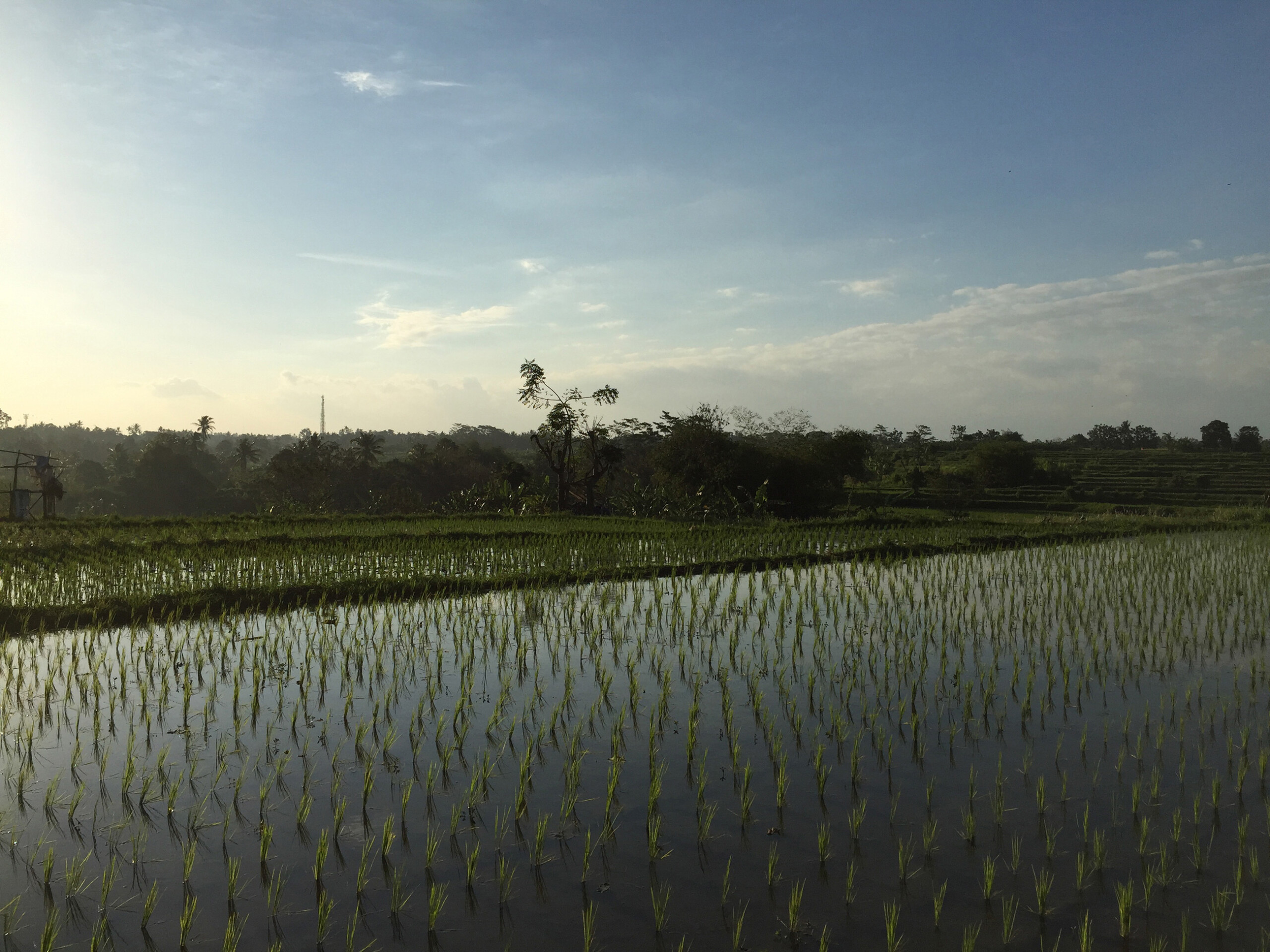 642_Budidesa_Site_02