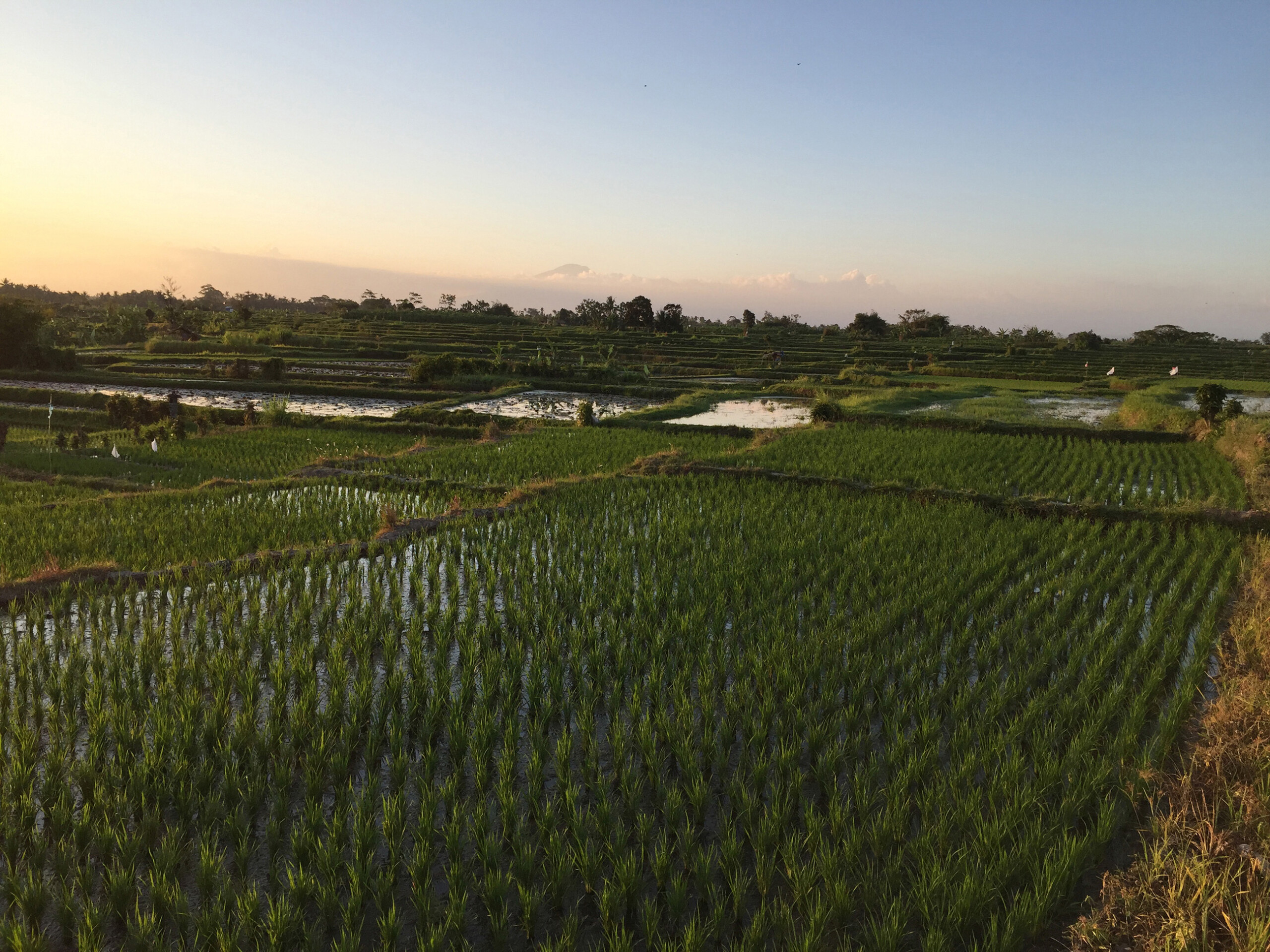 642_Budidesa_Site_04