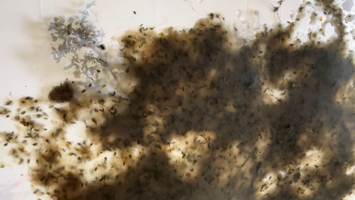 422_Process_paper clouds