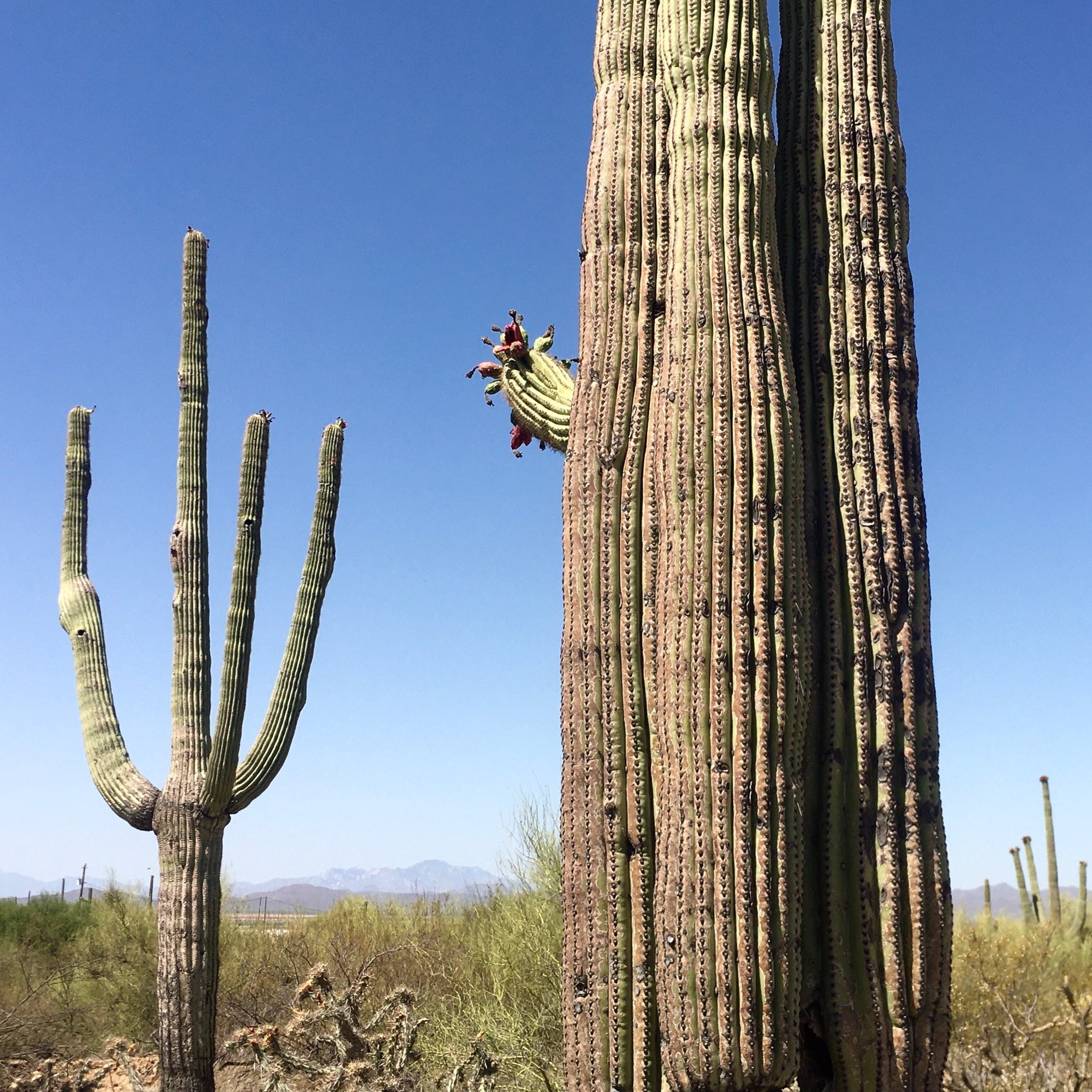 Saguaro fruit harvest